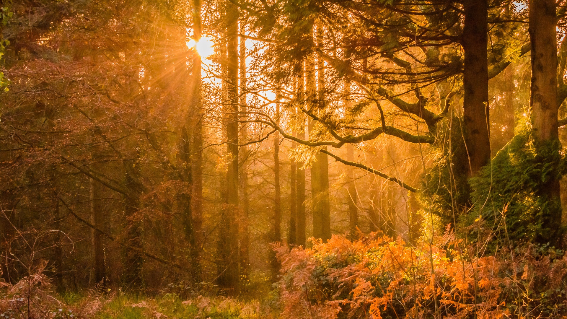 Yellow Sunset Rays In Forest 4k Wallpaper 4K