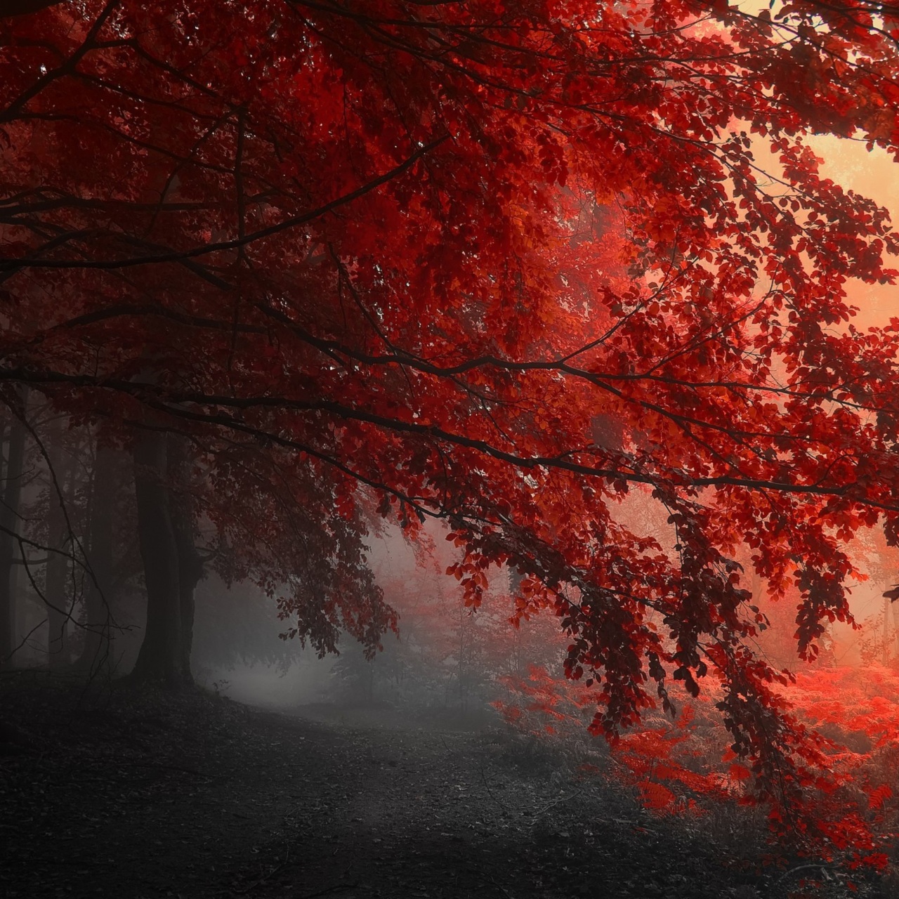 Red Forest Trees Path 4k Wallpaper 4K