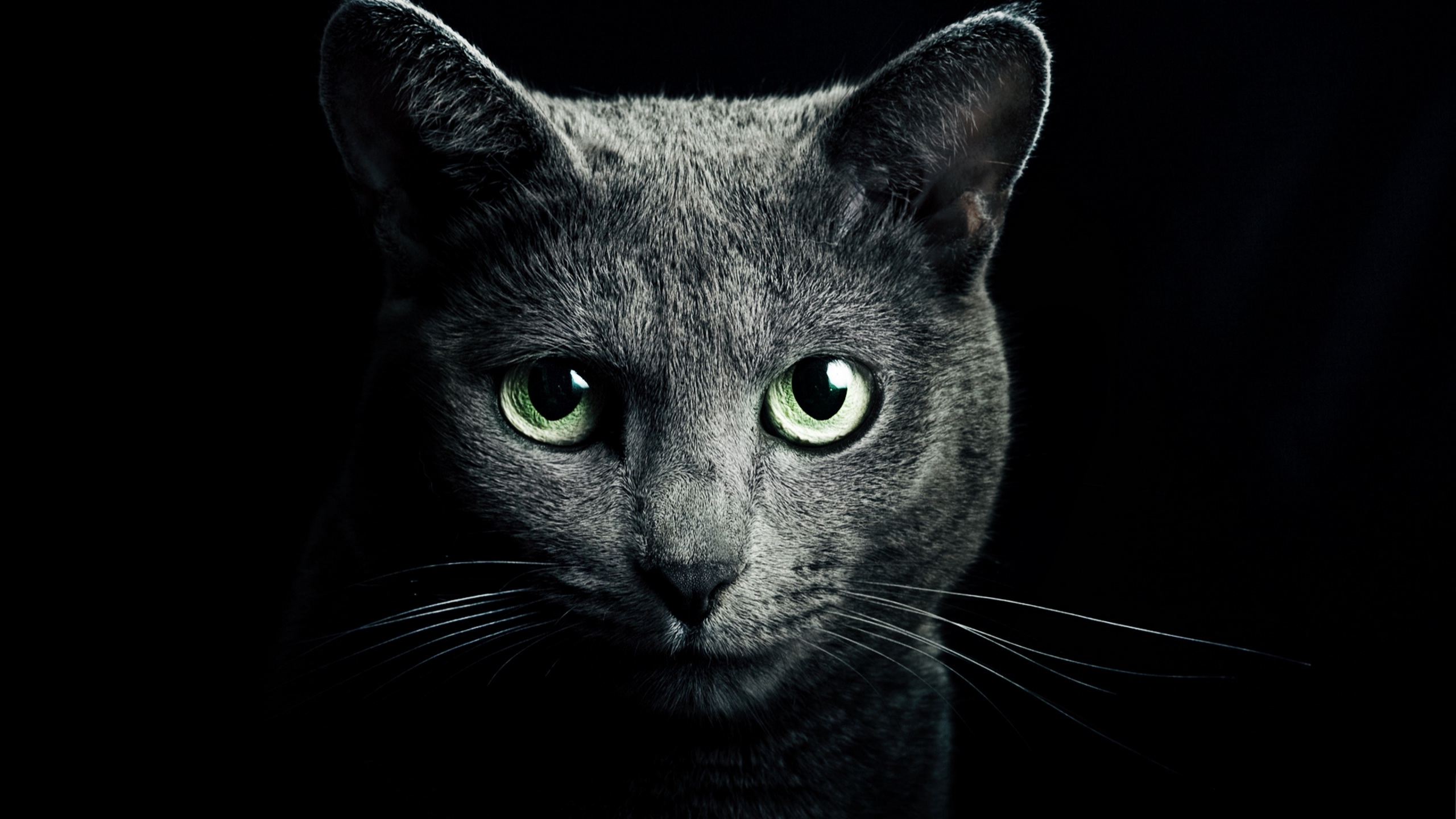 Wallpaper 4k cat, black, breed, russian, blue eyes, green eyes, black  background 4k Wallpaper
