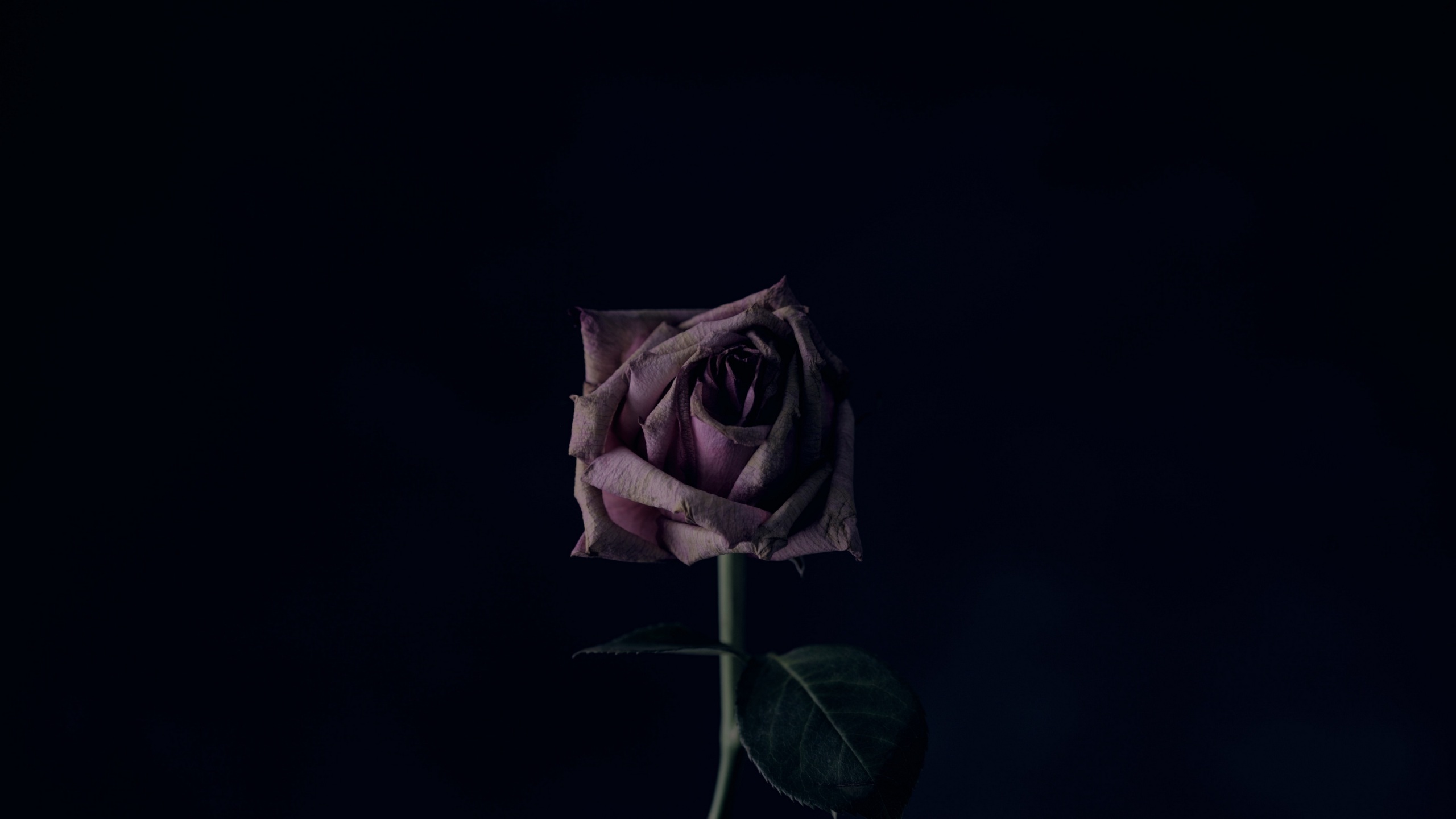 rose, flower, black background, bud 4k Wallpaper 4K