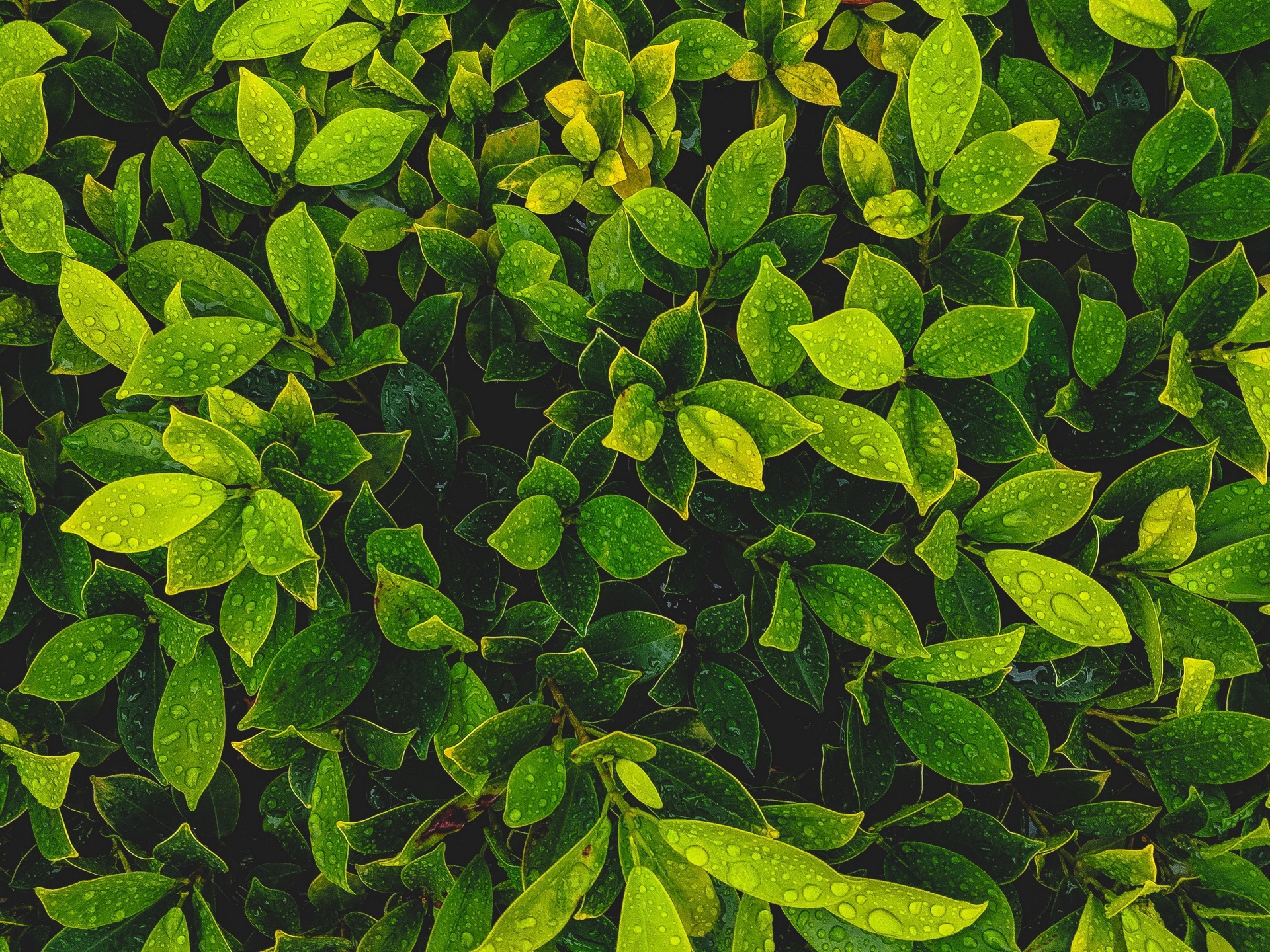leaves, plant, drops, green 4k Wallpaper 4K