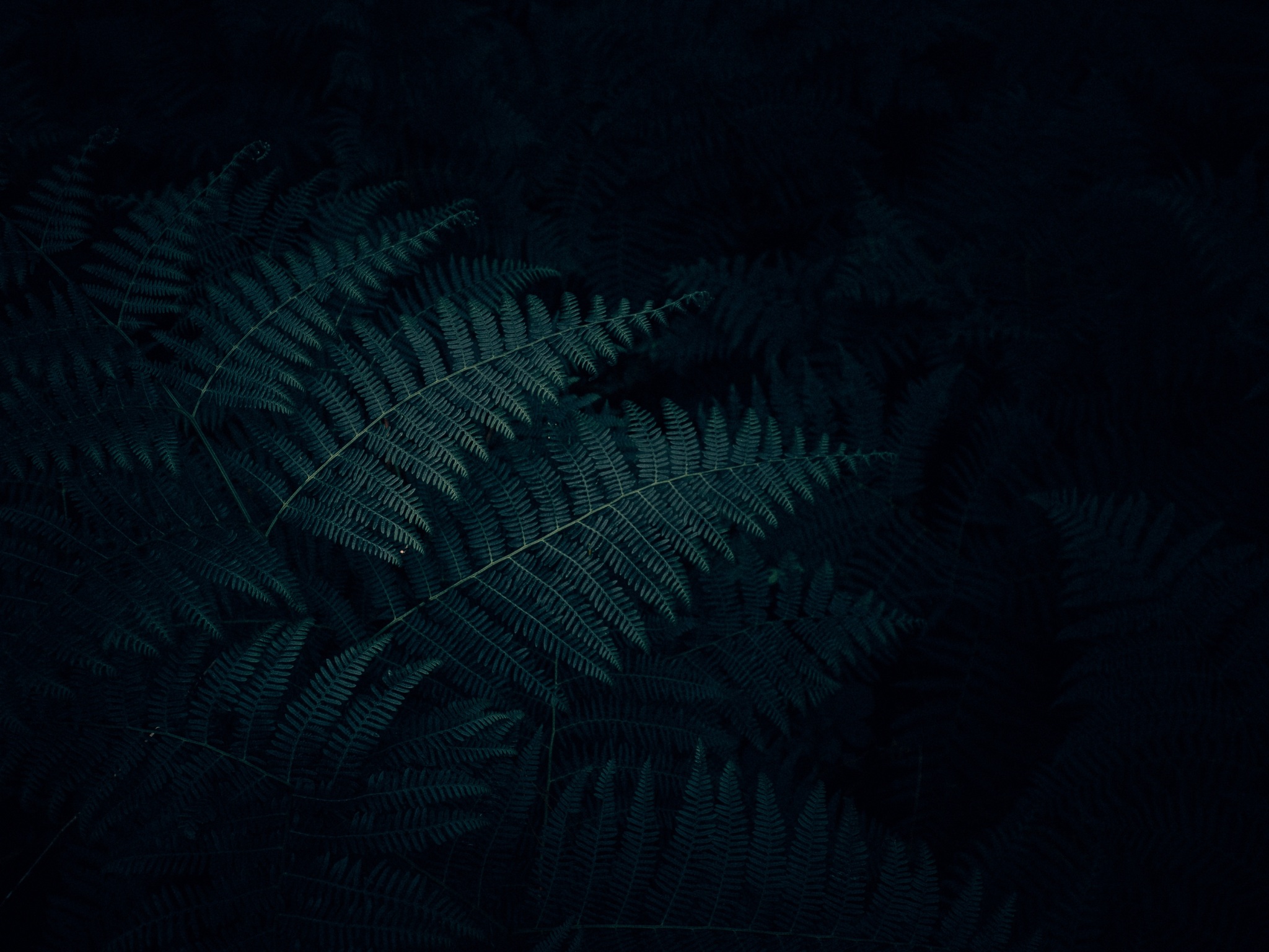 fern, leaves, plant, dark, carved 4k - 4k Wallpapers - 40.000+ ipad ...