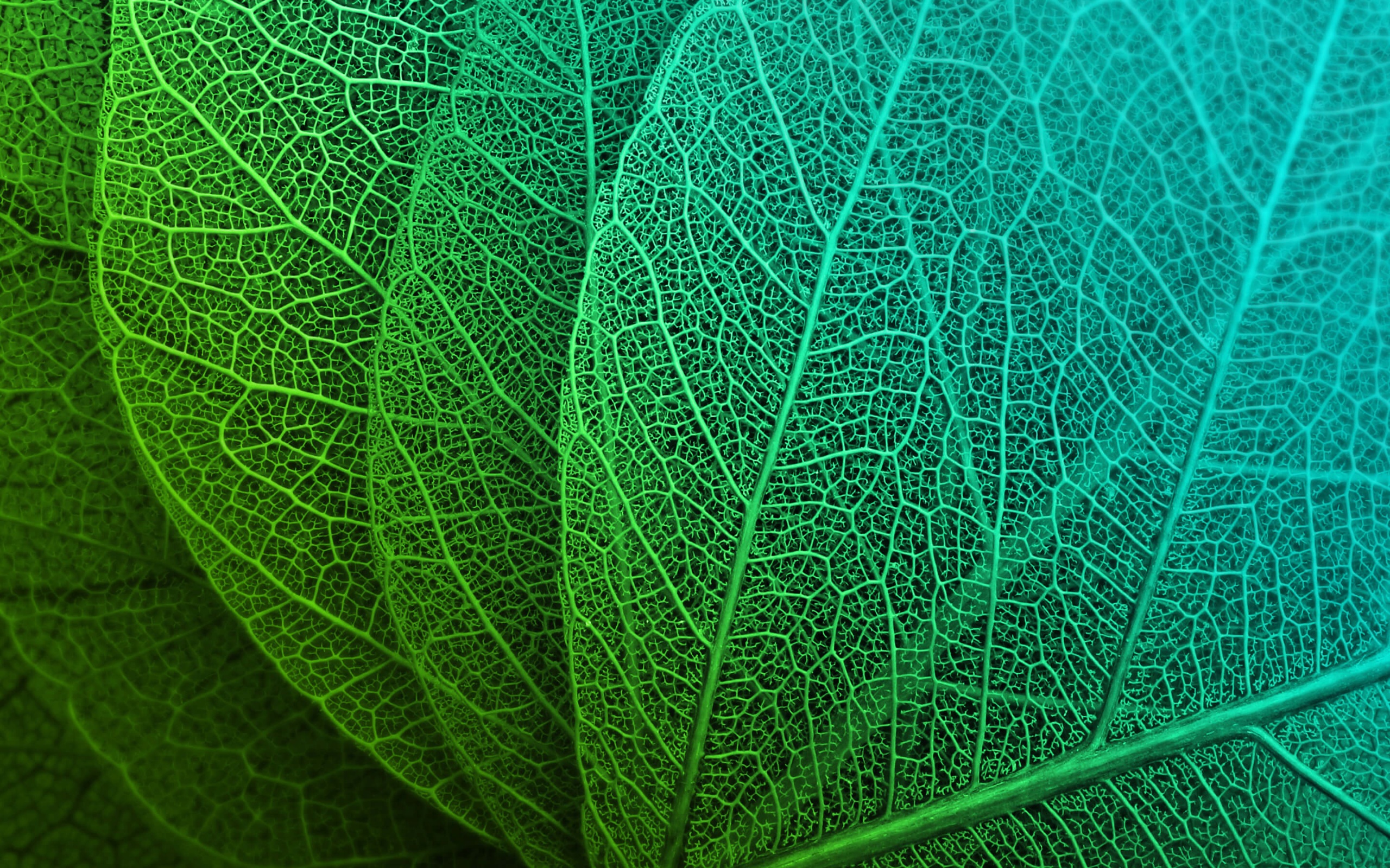 Green Leaves HD Wallpaper 4K