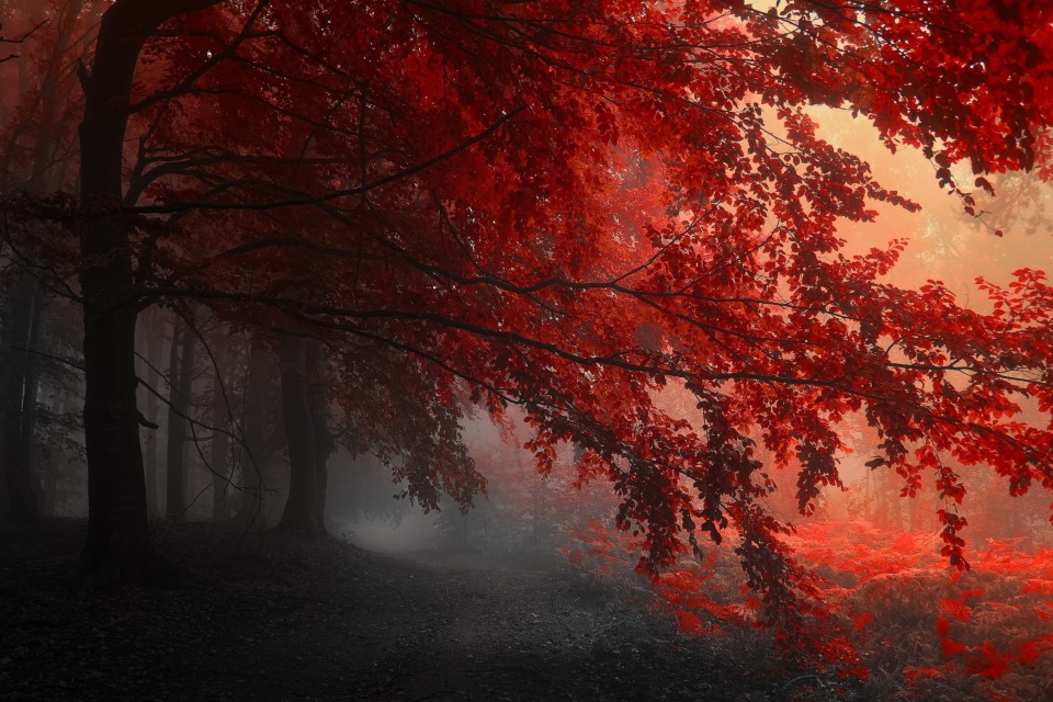 Red Forest Trees Path 4k - 4k Wallpapers - 40.000+ ipad wallpapers 4k ...