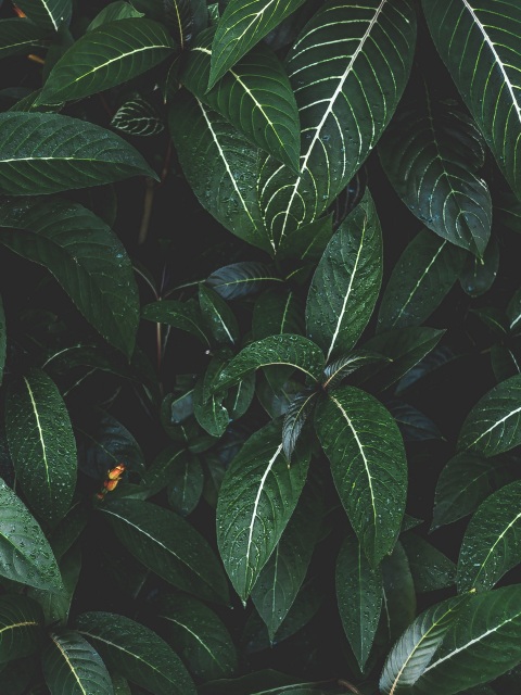 plant, leaves, green, striped, bush 4k Wallpaper 4K