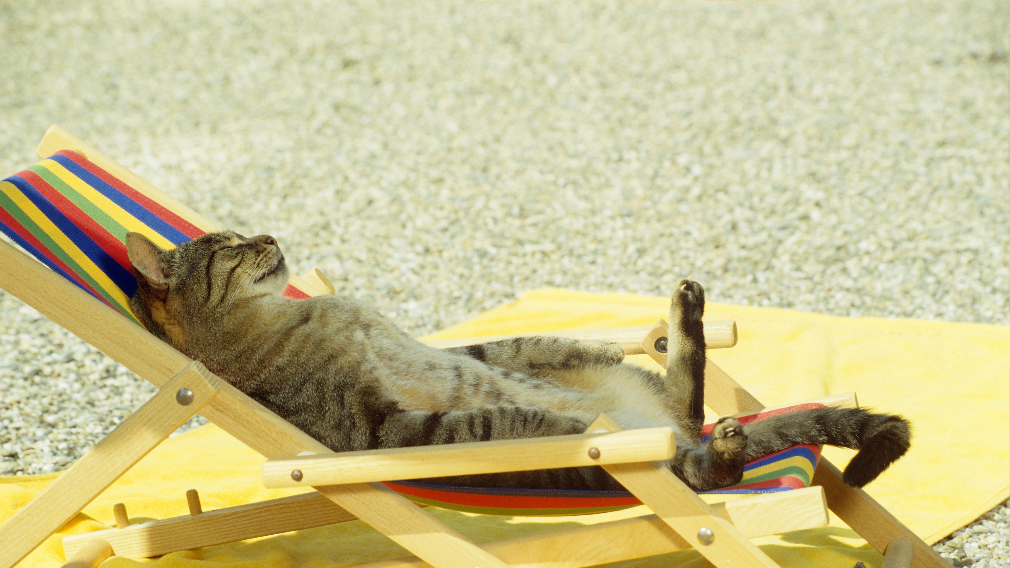 Сама расслабься. Кот отдыхает. Кот на шезлонге. Котик в отпуске. Котик на шезлонге.