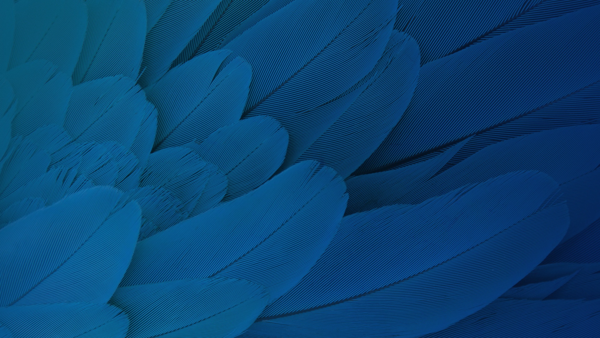 Wallpaper 4k Feathers Moto X Play Stock HD Wallpaper