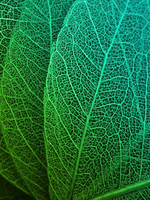 Wallpaper 4k Green Leaves HD Wallpaper
