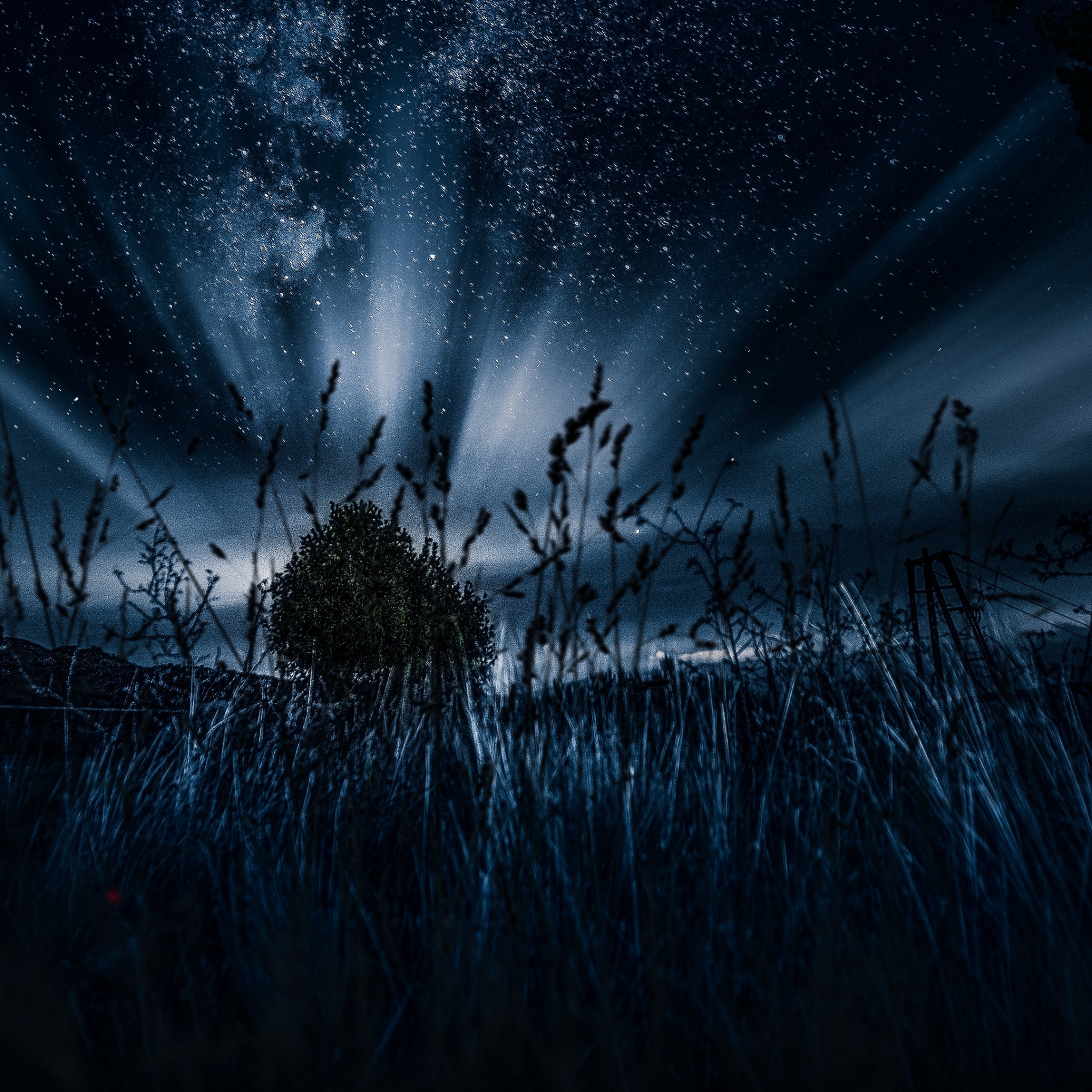 starry sky, tree, grass, night 4k Wallpaper 4K