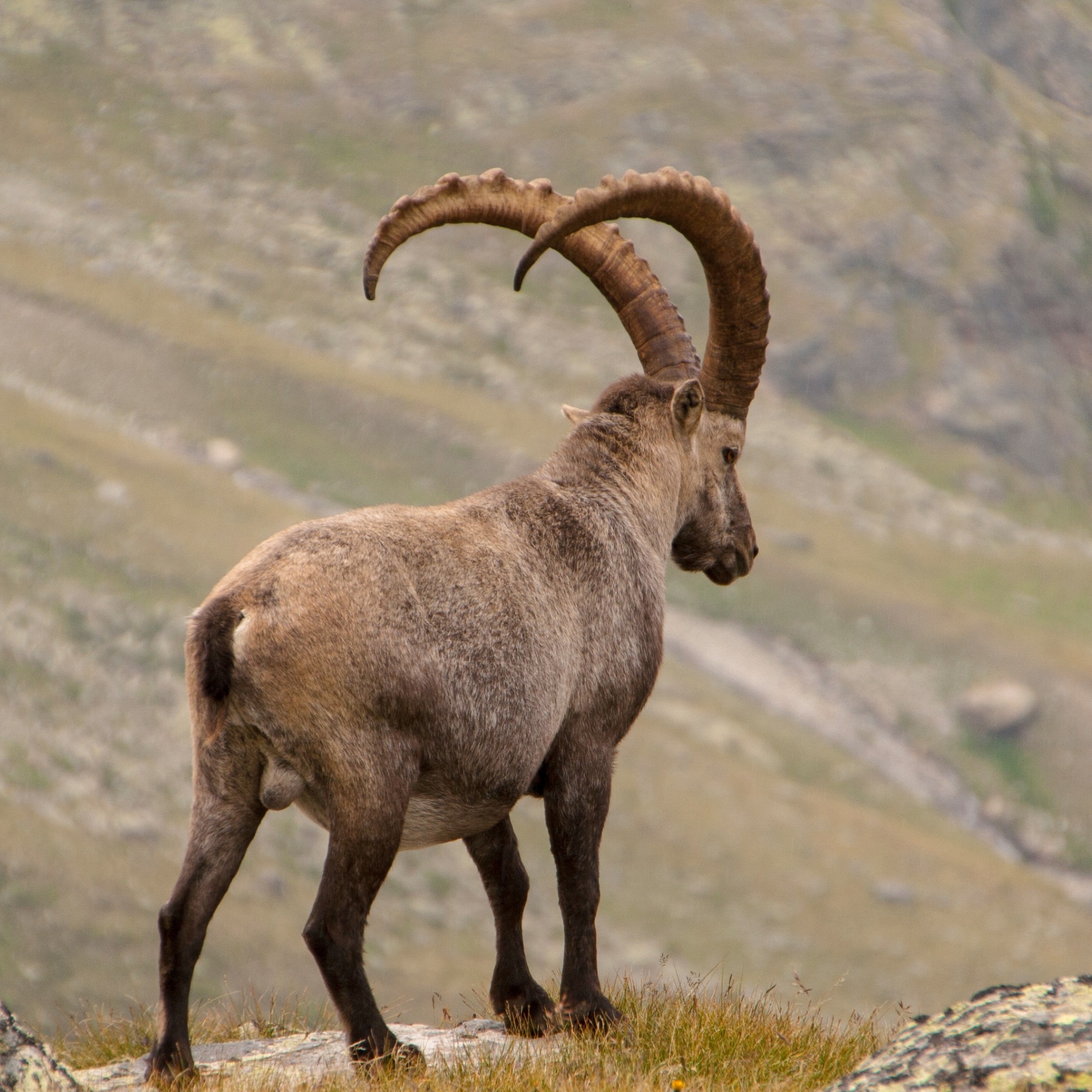 Wallpaper 4k alpine ibex, goat, mountains, horns 4k Wallpaper