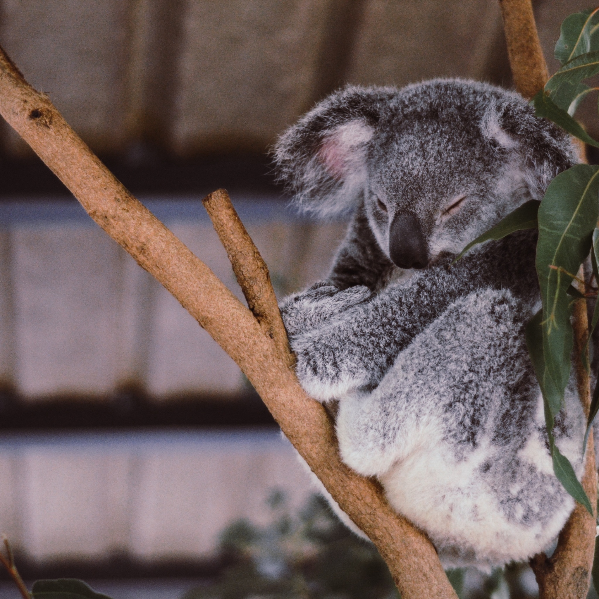 Wallpaper 4k koala, eucalyptus, tree, sleep 4k Wallpaper