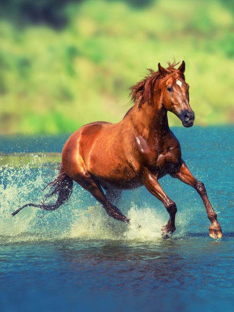 Wallpaper 4k Running Horse In Water 4k Wallpaper