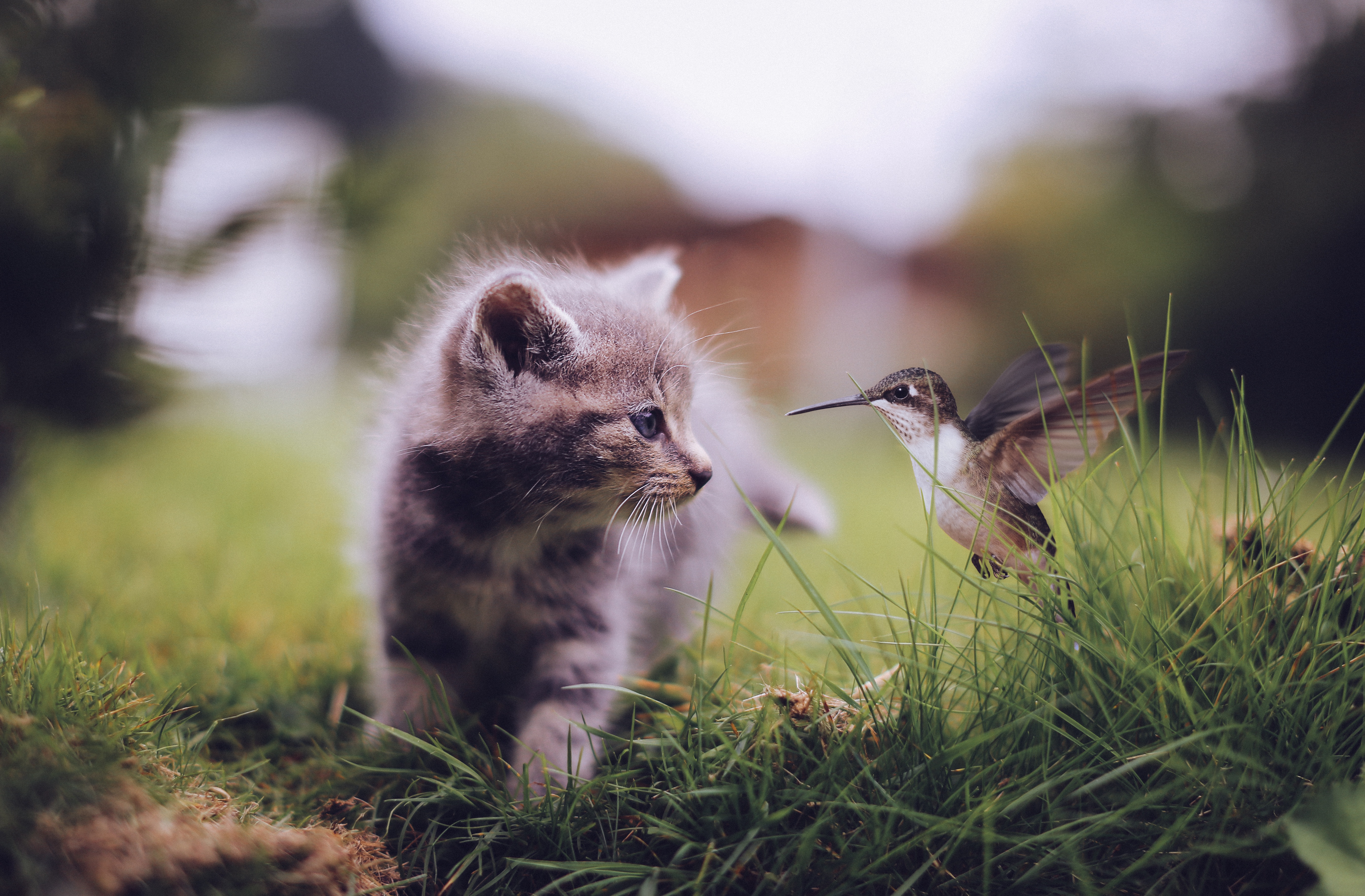 Кошки не птицы рф. Природа и животные. Кошка на природе. Красивая природа с животными. Звери на природе.