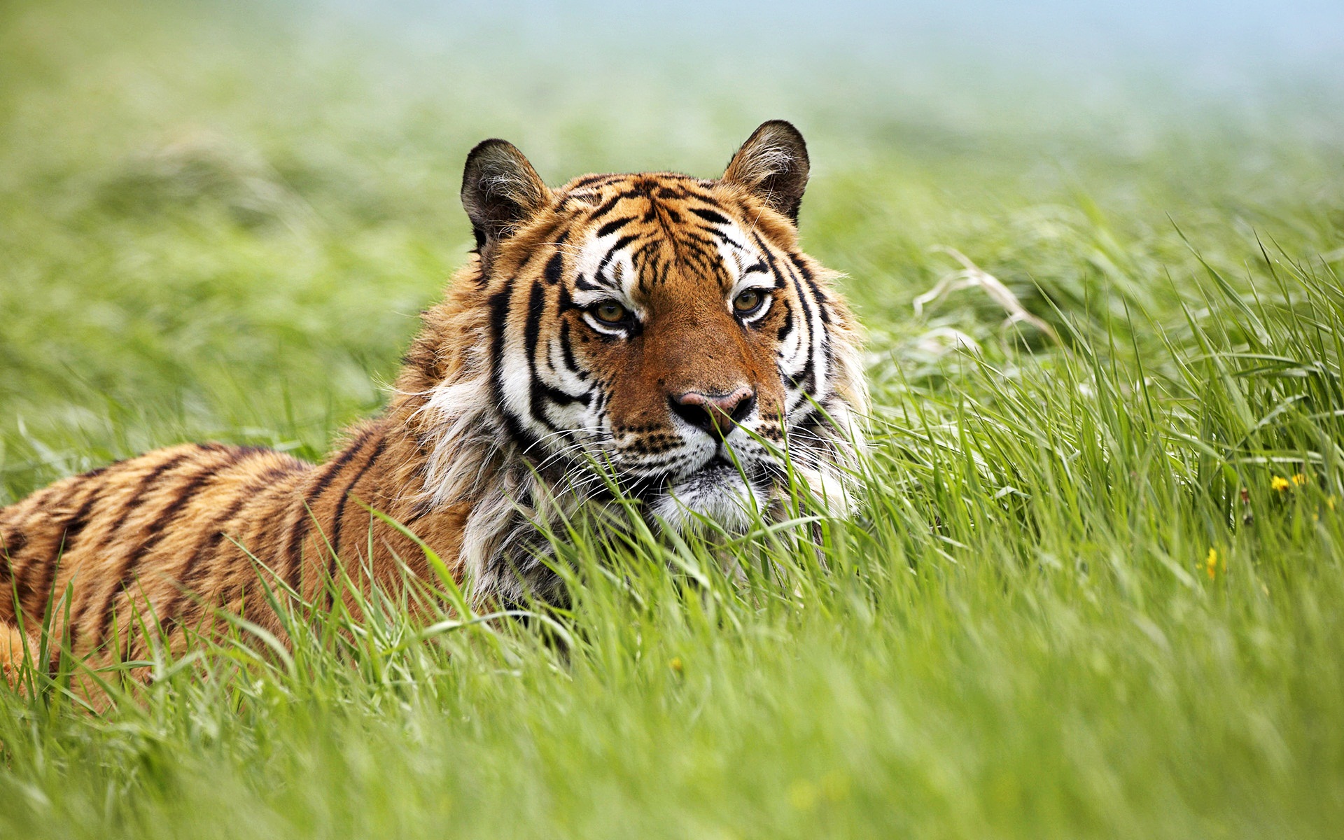 Siberian Tiger Wallpapers  Top Free Siberian Tiger Backgrounds   WallpaperAccess