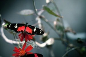 Butterfly781825794 300x200 - Butterfly - Butterfly
