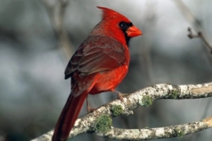 Cardinal214415975 300x200 - Cardinal - Whet, Cardinal