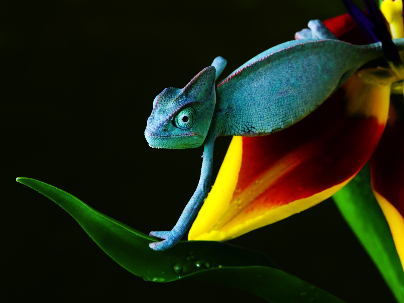 Chameleon Wallpapers Download  MobCup