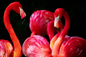 Flamingos5586212348 300x200 - Flamingos - Flamingos