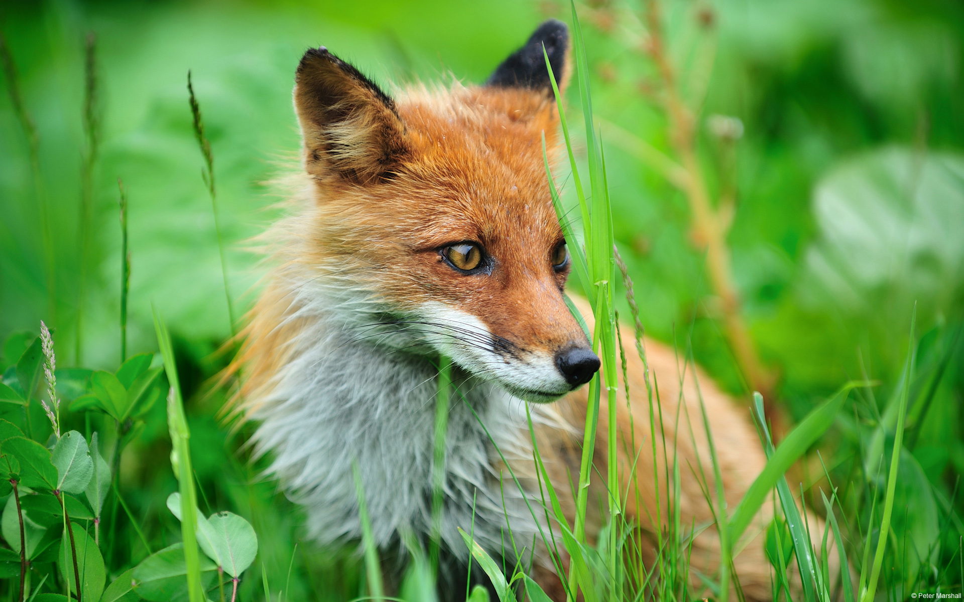 Foxes 4K wallpapers for your desktop or mobile screen free and easy to  download