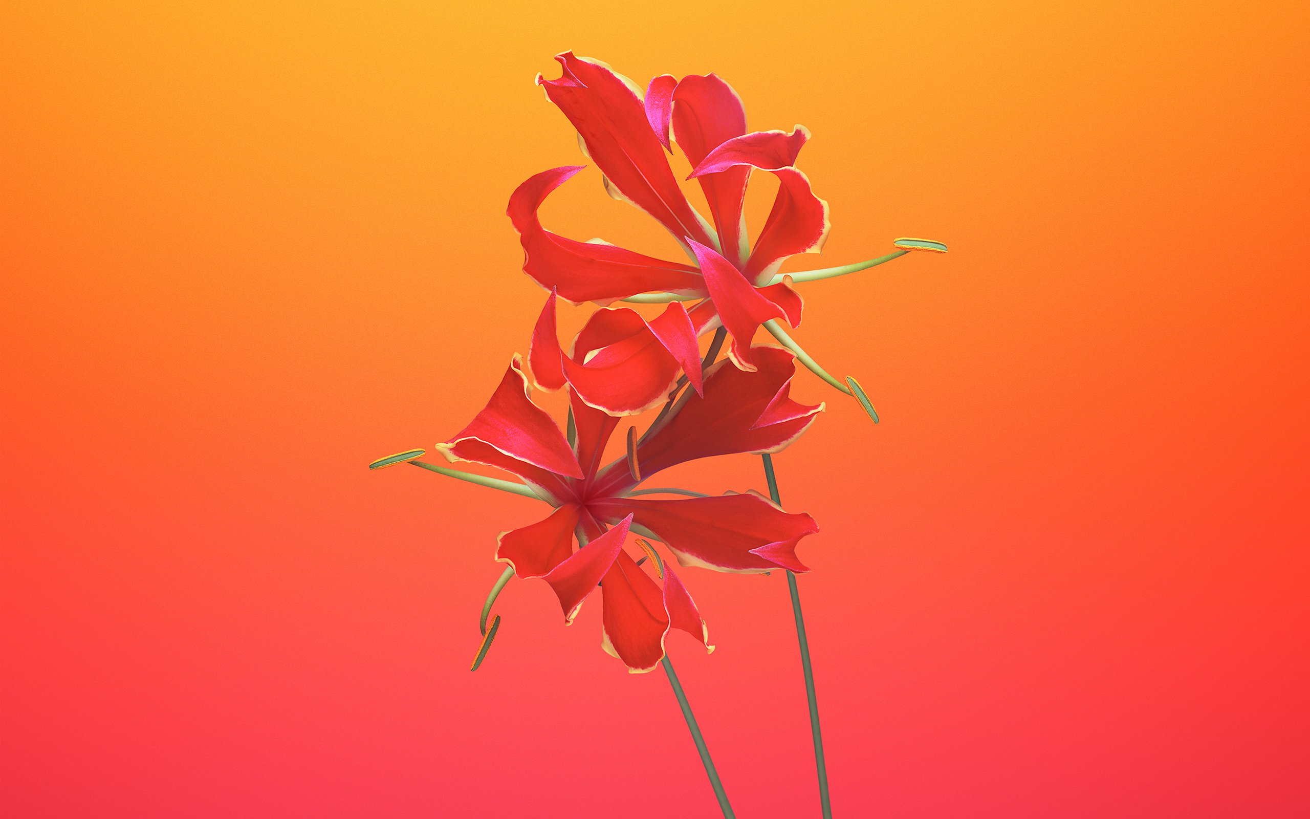 Wallpaper 4k Gloriosa Flower iOS 11 iPhone 8 iPhone X Stock Wallpaper