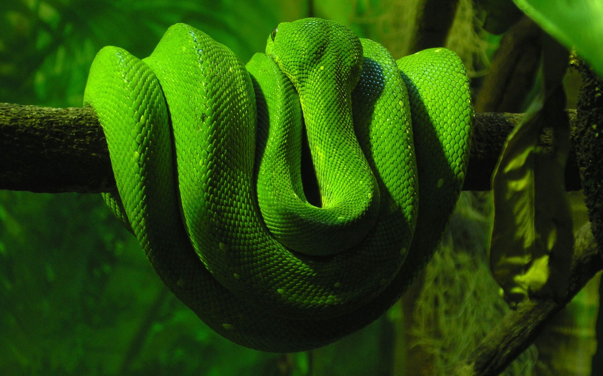 1280x1024 Boa Green Snake 1280x1024 Resolution HD 4k Wallpapers Images  Backgrounds Photos and Pictures