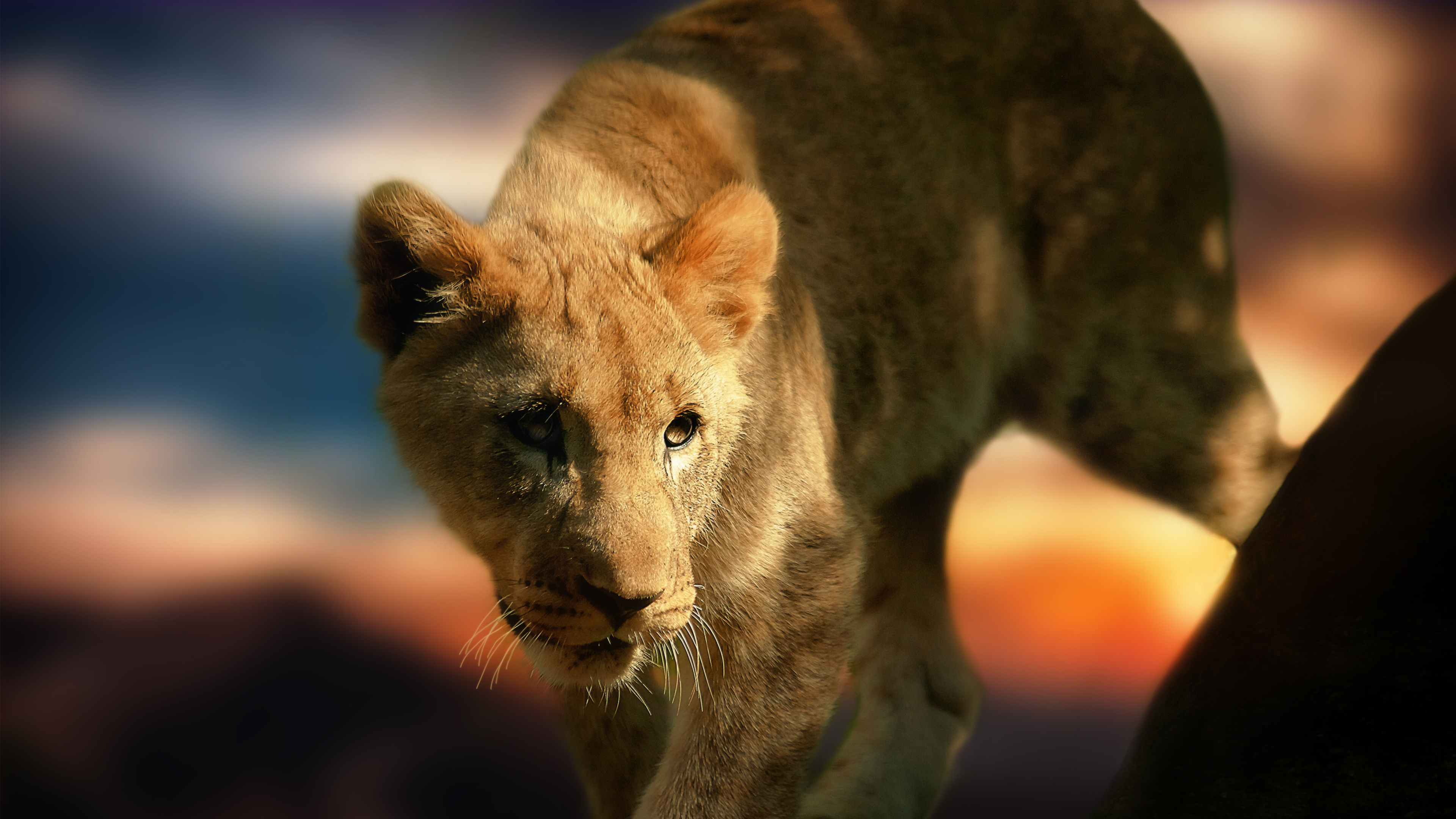 21100 Lion Cub Stock Photos Pictures  RoyaltyFree Images  iStock  Lion  cub white background Lion cub kenya Mountain lion cub