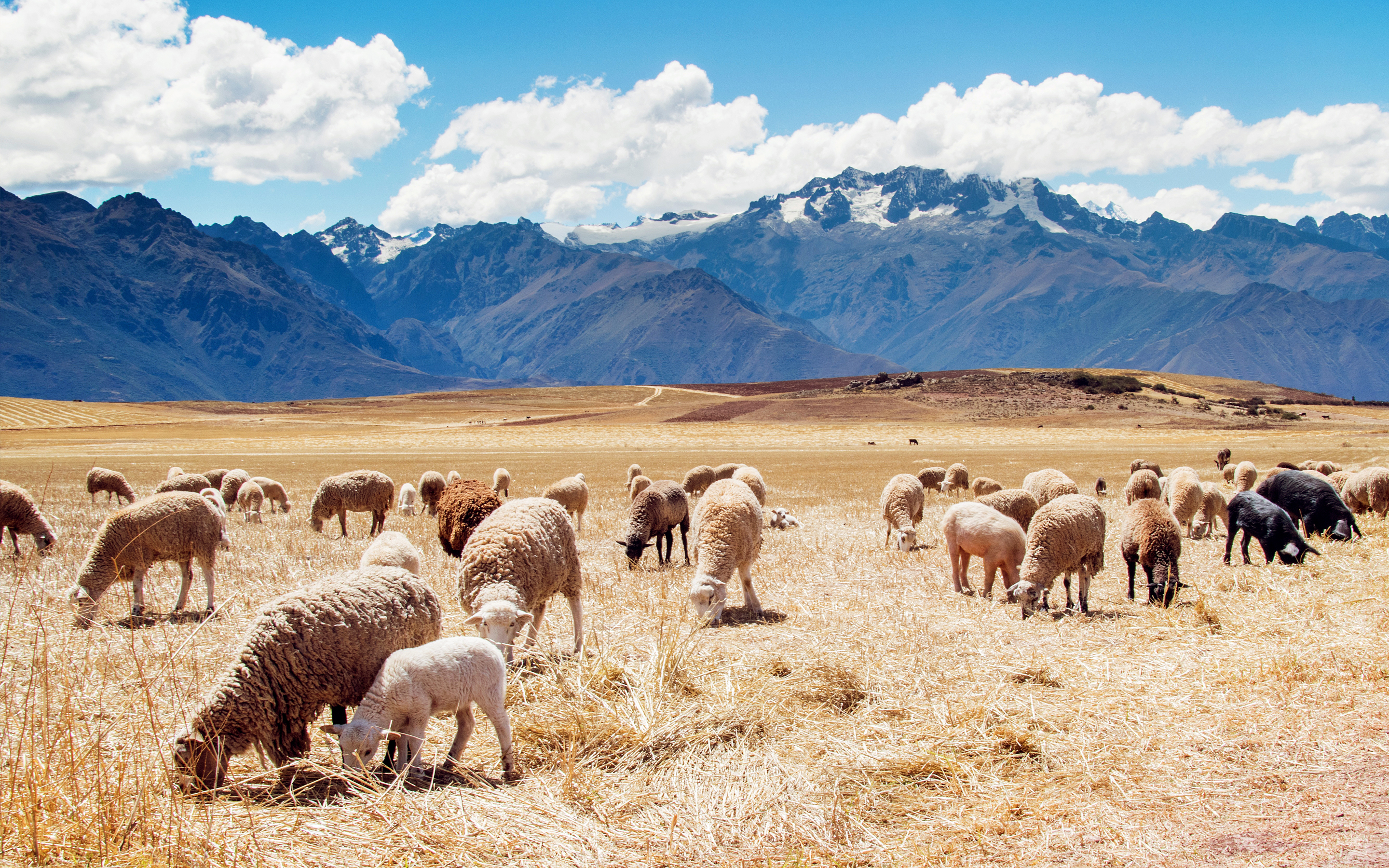 Wallpaper 4k Peru Sheep Fields Wallpaper