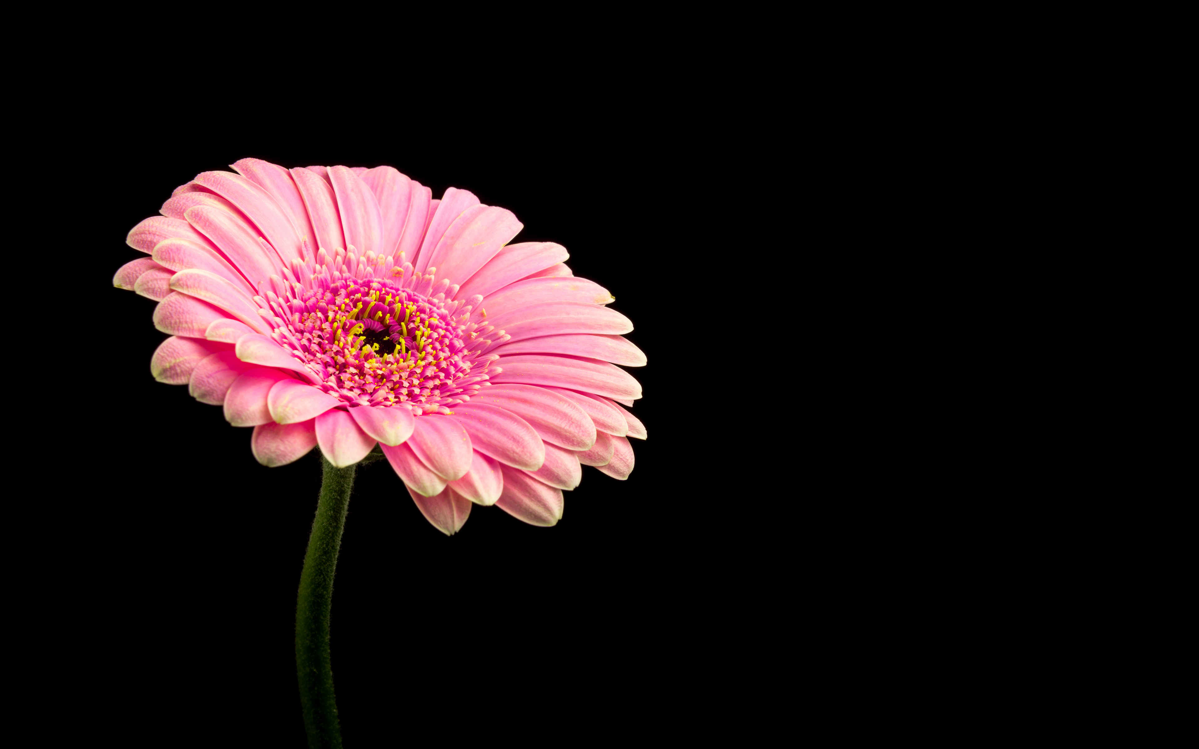 Download wallpaper 1125x2436 close up pink daisy bloom iphone x  1125x2436 hd background 2708