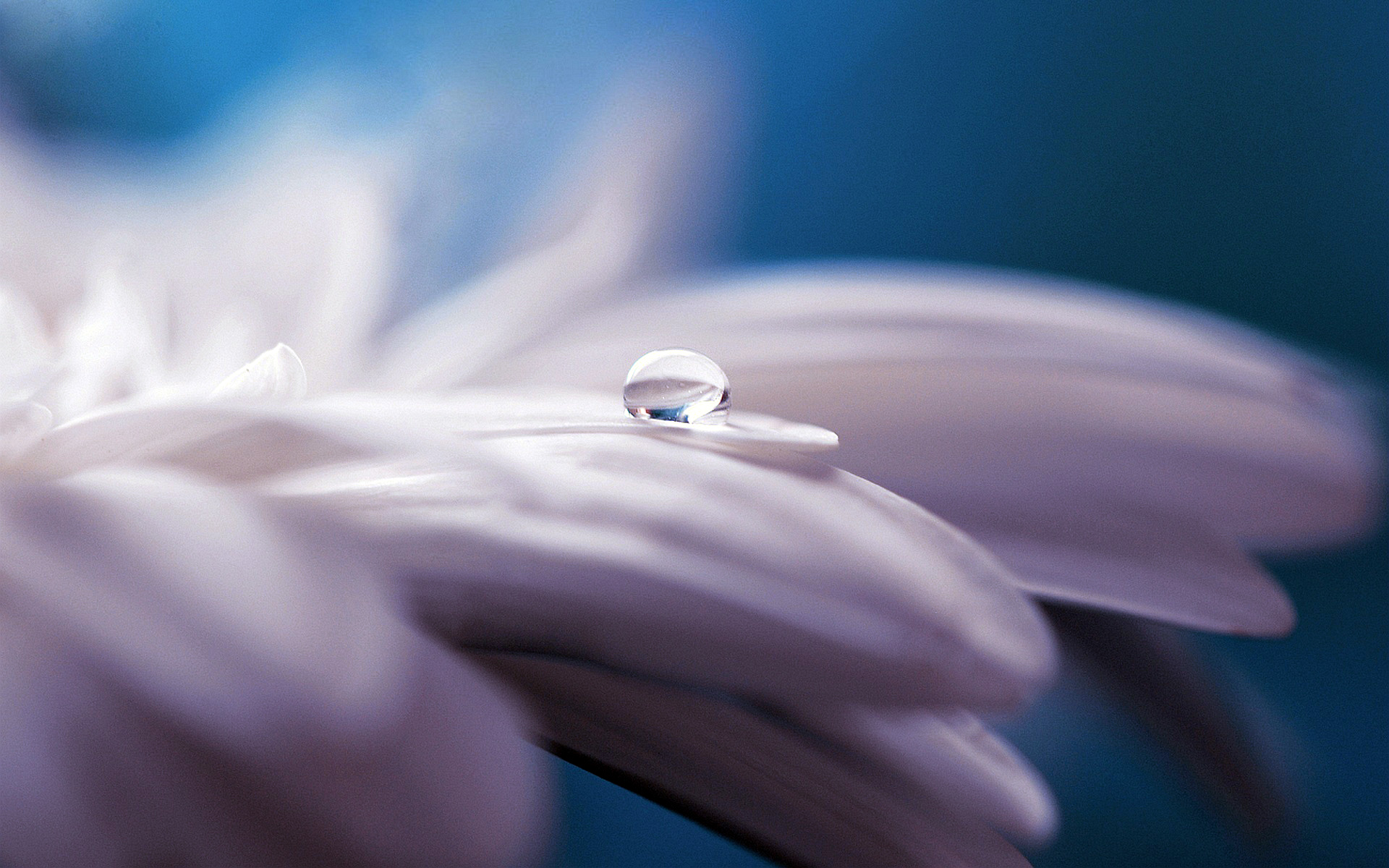 Flower Water Drop Macro Colorful HD wallpaper  nature and landscape   Wallpaper Better