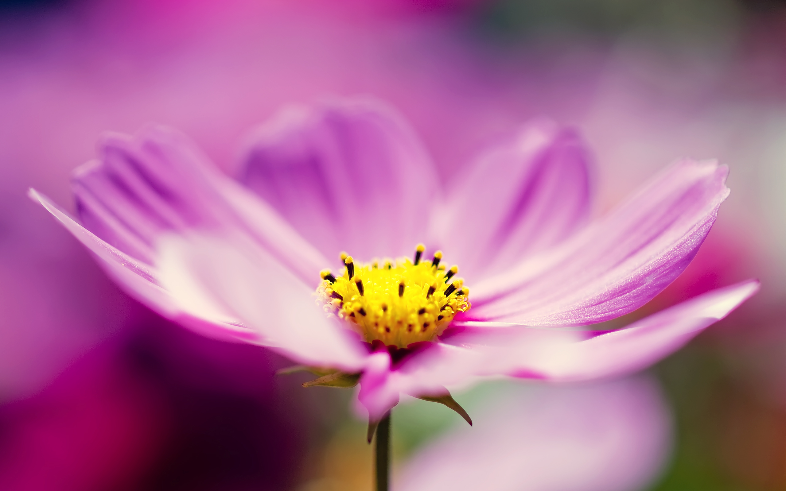Khám phá niềm đam mê hoa cosmos tím với hình ảnh 4k sắc nét, đưa bạn đến với thế giới thơ mộng và mê hoặc của những bông hoa xinh đẹp này.