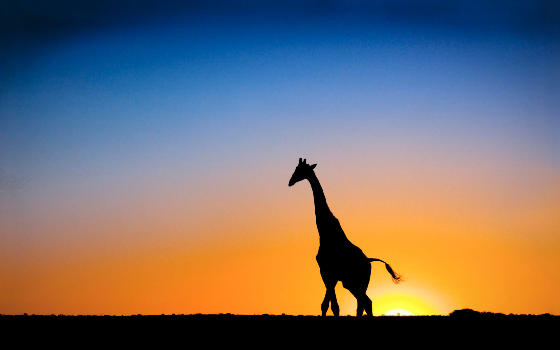 giraffe sunset wallpaper