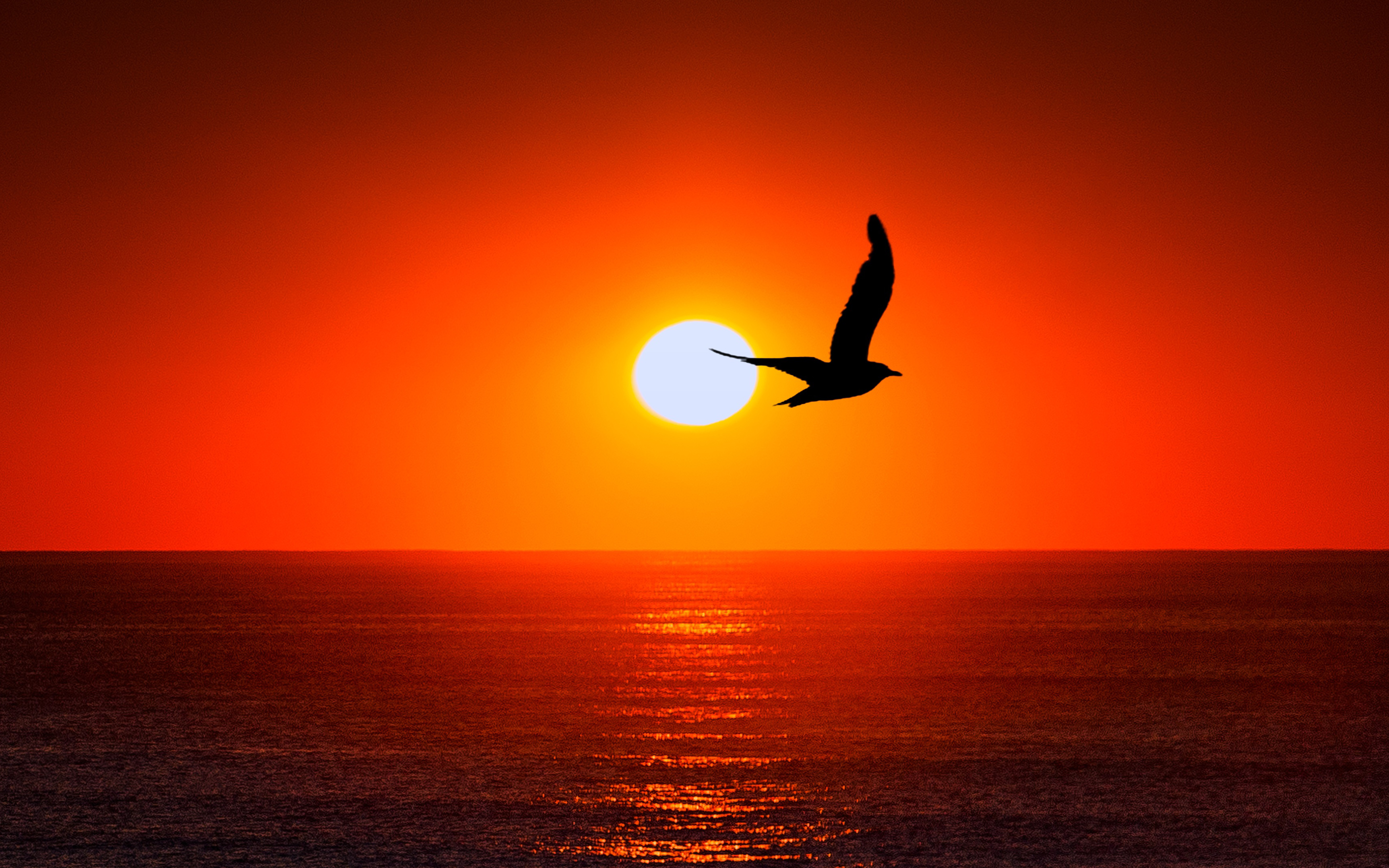 Wallpaper 4k Sunset Sea Bird Silhouette Bird, Minimal, Sea, Silhouette,  sunset