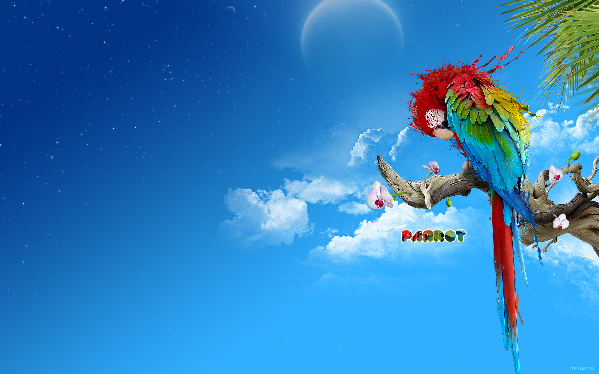 Parrot Art Wallpapers - Top Free Parrot Art Backgrounds - WallpaperAccess