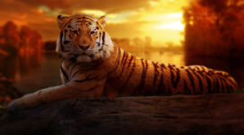 Tiger384115271 272x150 - Tiger - Wolf, Tiger