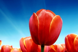 Tulips938408478 300x200 - Tulips - Tulips, Roses