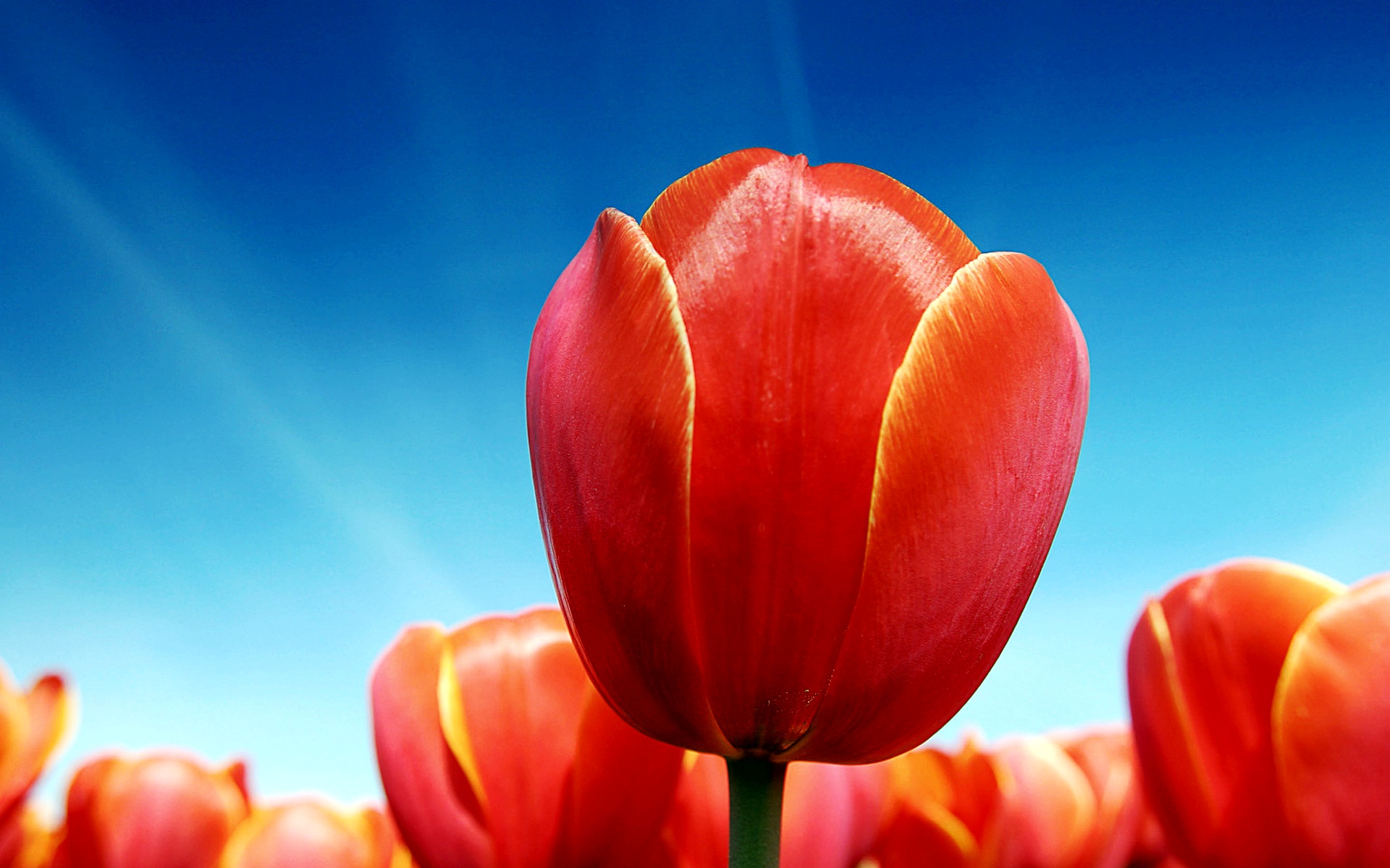 Tulips938408478 - Tulips - Tulips, Roses