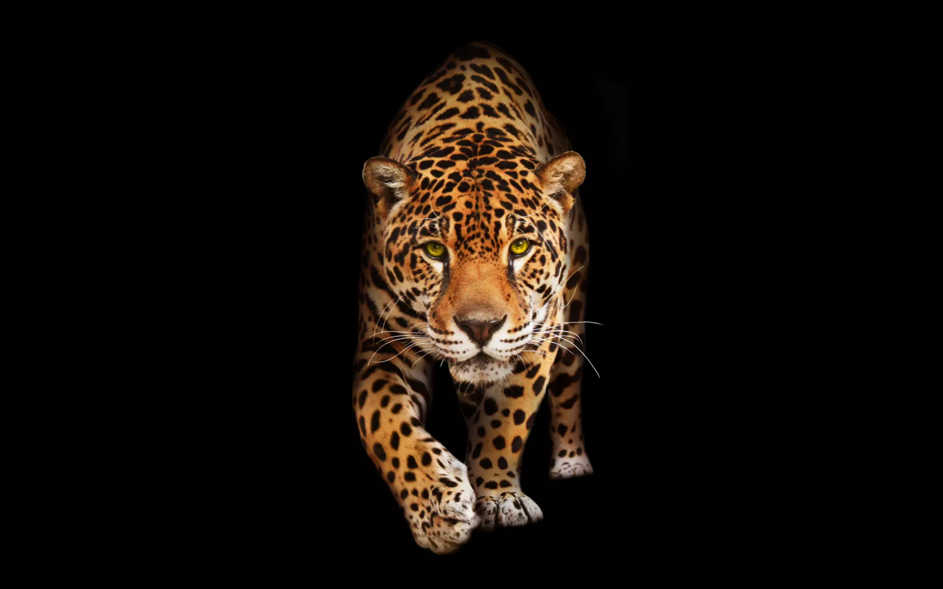 Wallpaper 4k Wild Cat Jaguar HD Wallpaper