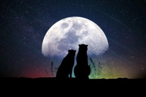 animals moon silhouettes starry sky 4k 1536098907 300x200 - animals, moon, silhouettes, starry sky 4k - silhouettes, Moon, Animals