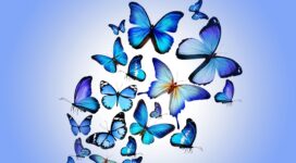 butterfly colorful blue drawing art beautiful 4k 1536098899 272x150 - butterfly, colorful, blue, drawing, art, beautiful 4k - Colorful, Butterfly, blue
