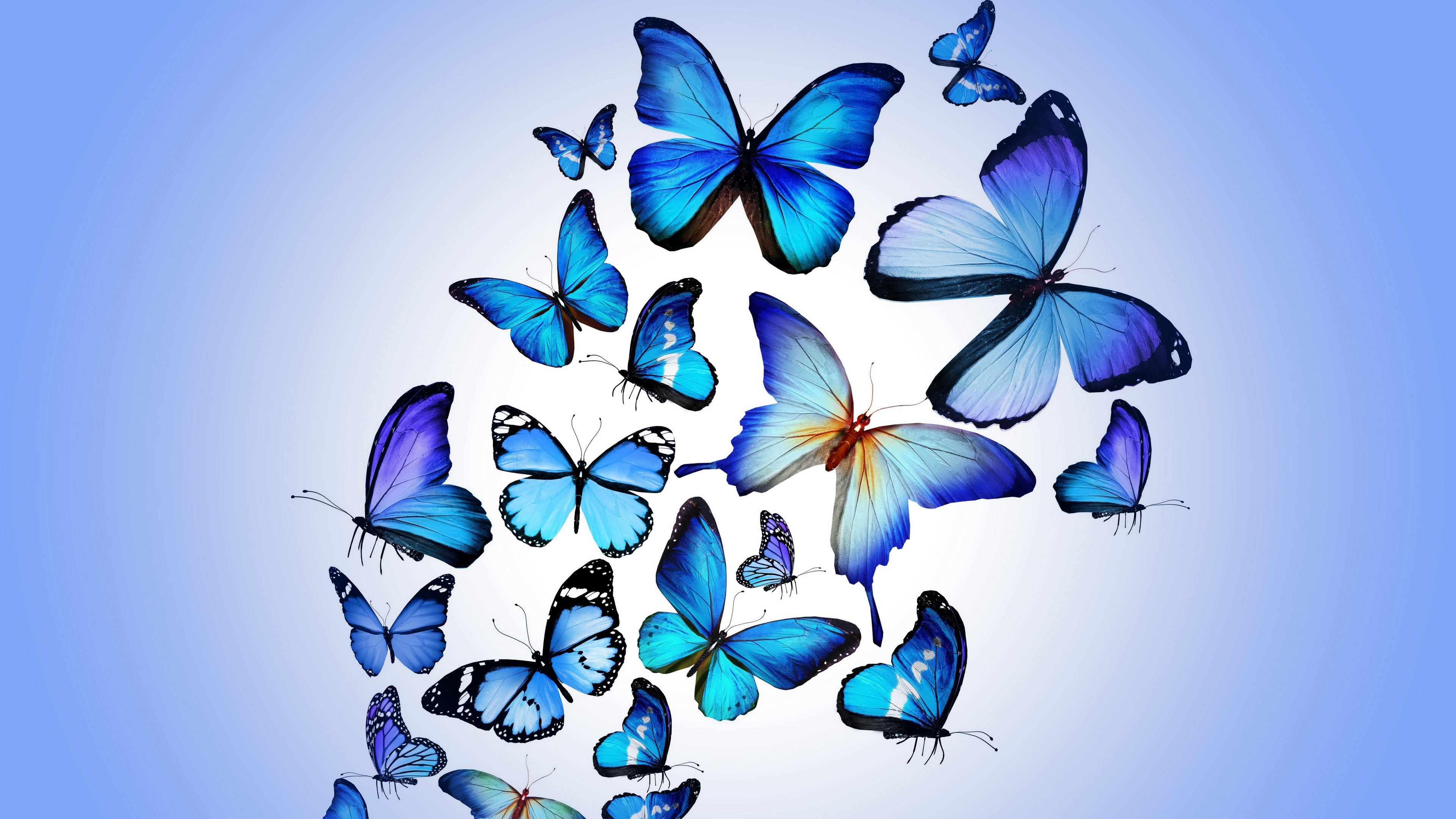 butterfly colorful blue drawing art beautiful 4k 1536098899 - butterfly, colorful, blue, drawing, art, beautiful 4k - Colorful, Butterfly, blue