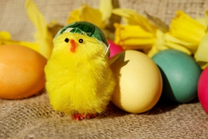 chick eggs easter 4k 1538344990 300x200 - chick, eggs, easter 4k - Eggs, Easter, chick