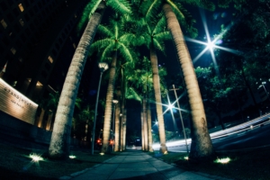 palms night street lighting 4k 1538067515 300x200 - palms, night, street, lighting 4k - Street, palms, Night