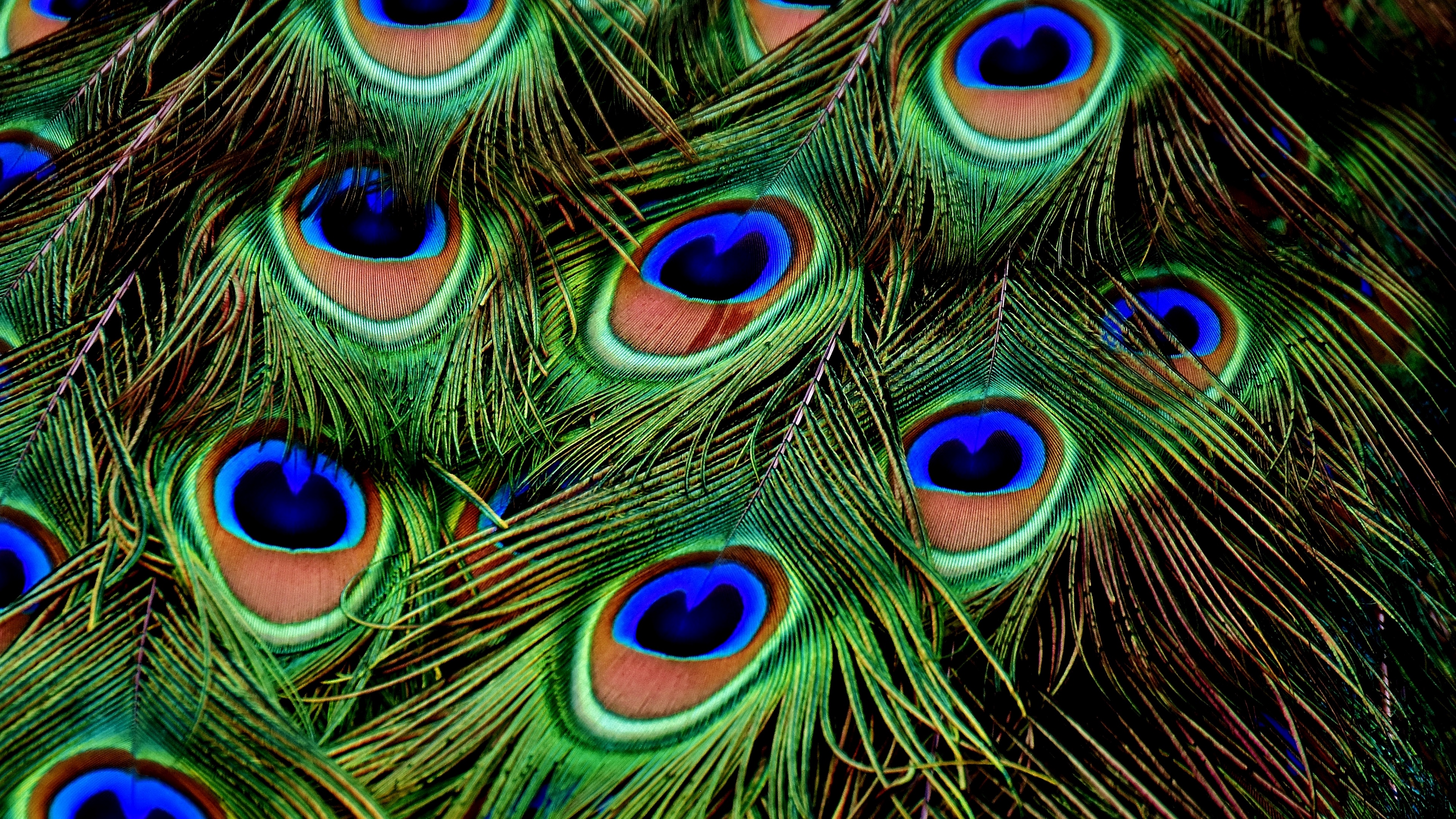 peacocks feathers patterns 4k 1536097898 - peacocks, feathers, patterns 4k - peacocks, patterns, Feathers
