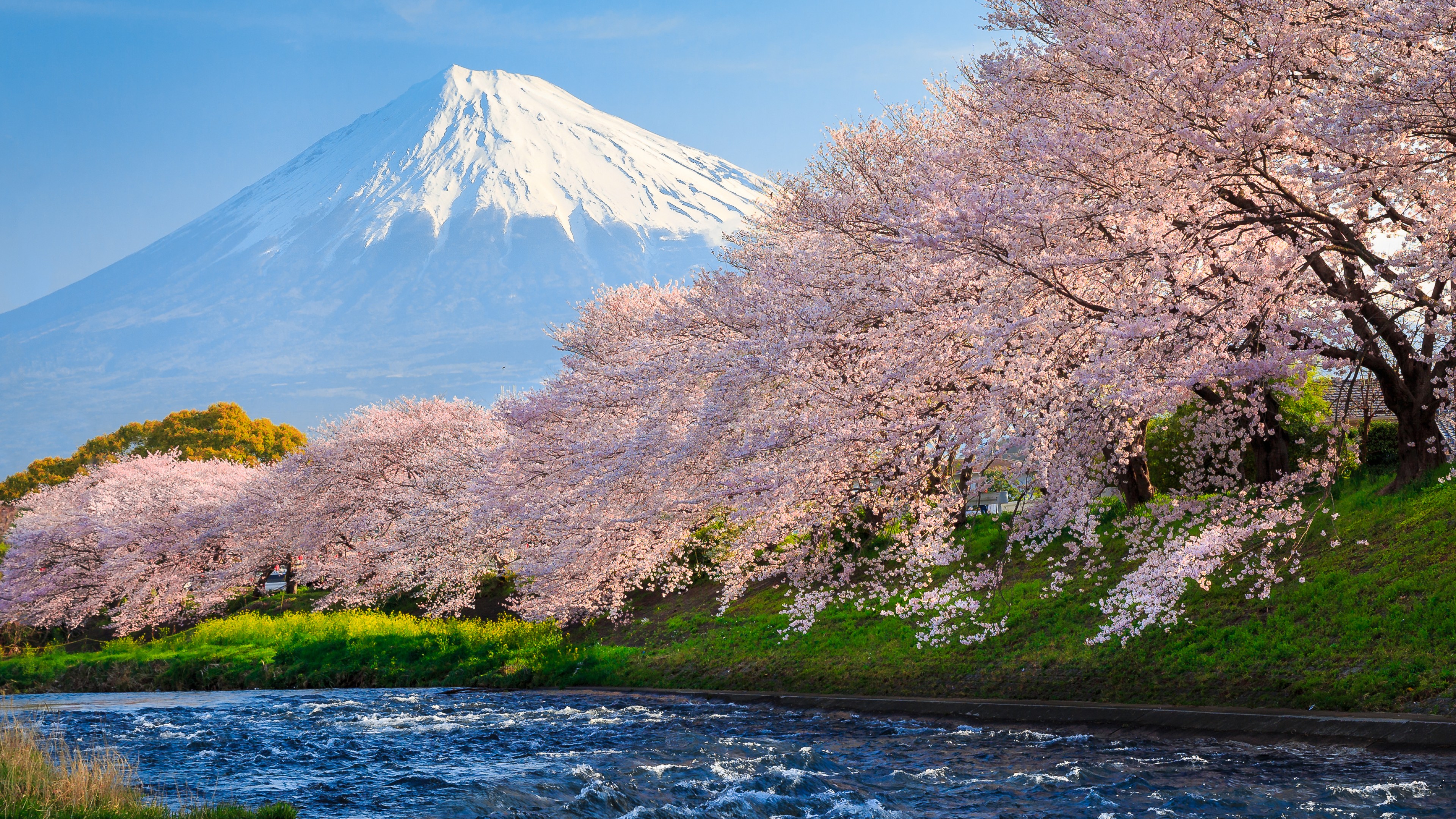 Japan Sakura Wallpapers  Wallpaper Cave