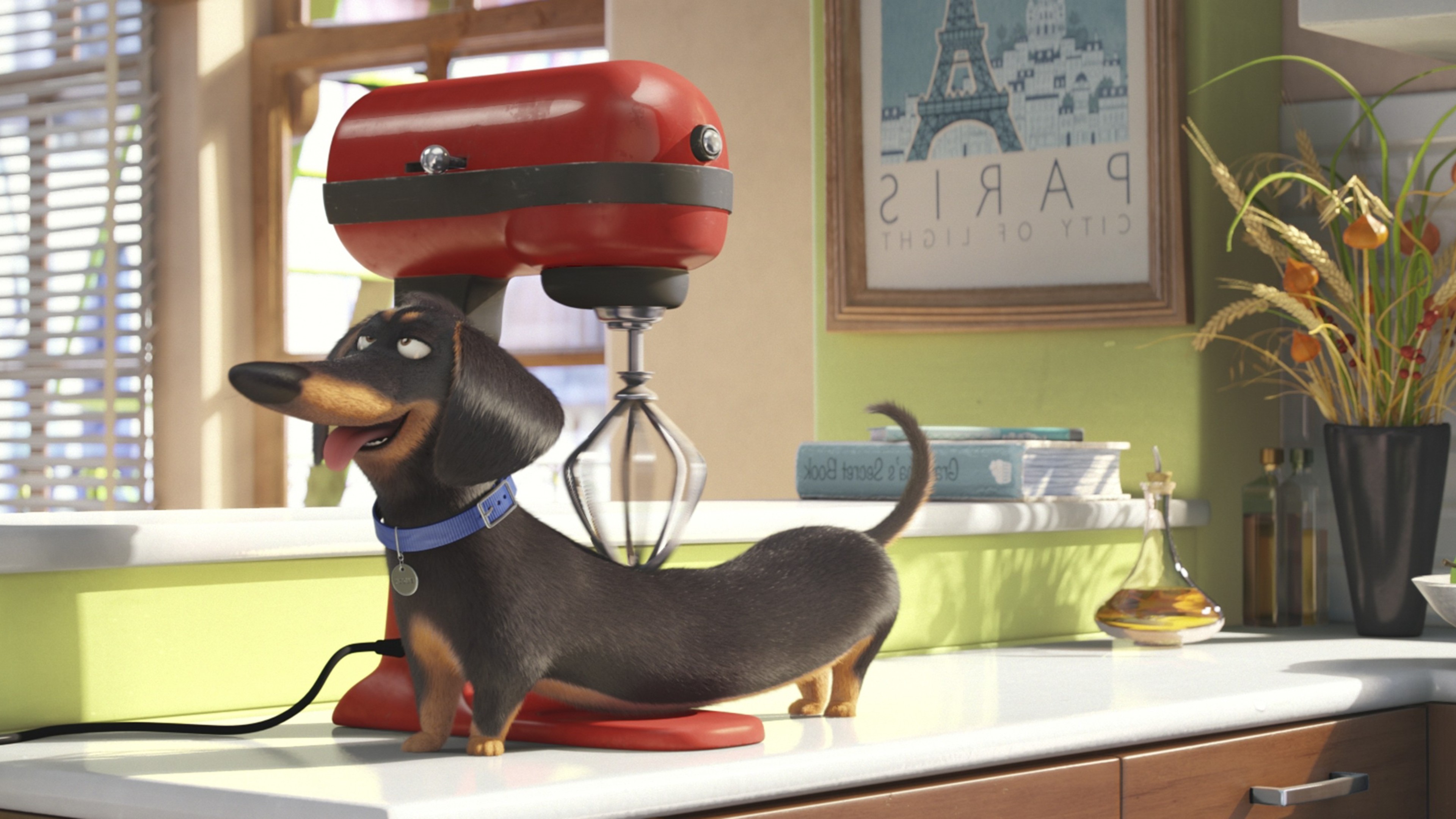 Secrete Life of Pets Movie the secret life of pets wallpapers, movies