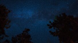 starry sky night trees stars 4k 1536013791 272x150 - starry sky, night, trees, stars 4k - Trees, starry sky, Night