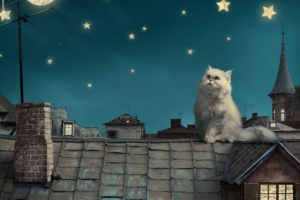 white persian cat kitten fairy tale fantasy roofs houses sky night stars moon 4k 1536098876 300x200 - white persian cat, kitten, fairy tale, fantasy, roofs, houses, sky, night, stars, moon 4k - white persian cat, Kitten, fairy tale