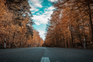 alone road forest autumn golden trees ultra 4k 1540134570 300x200 - Alone Road Forest Autumn Golden Trees Ultra 4k - trees wallpapers, road wallpapers, hd-wallpapers, forest wallpapers, autumn wallpapers, 5k wallpapers, 4k-wallpapers