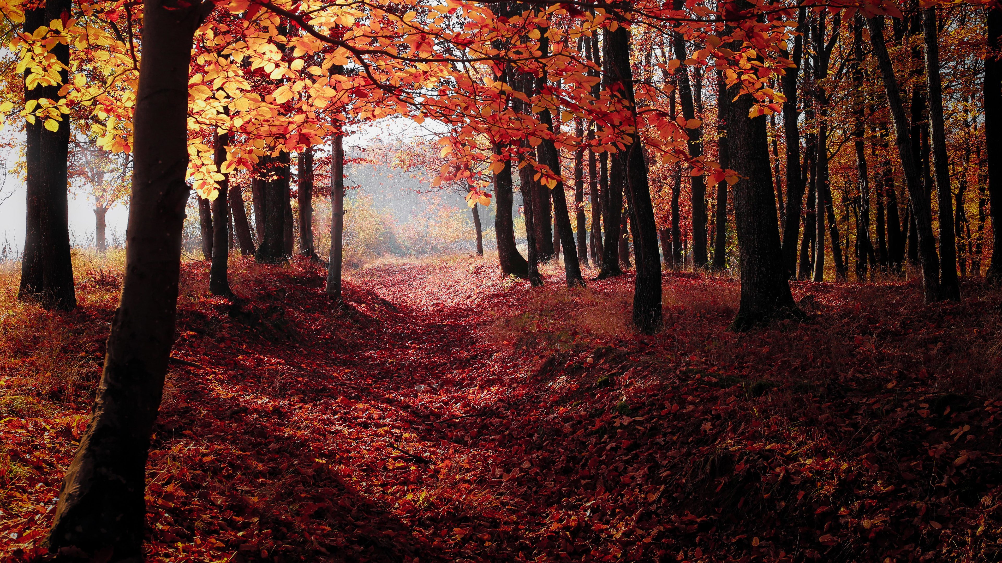 11 Autumn Forest Wallpaper Hd Basty Wallpaper