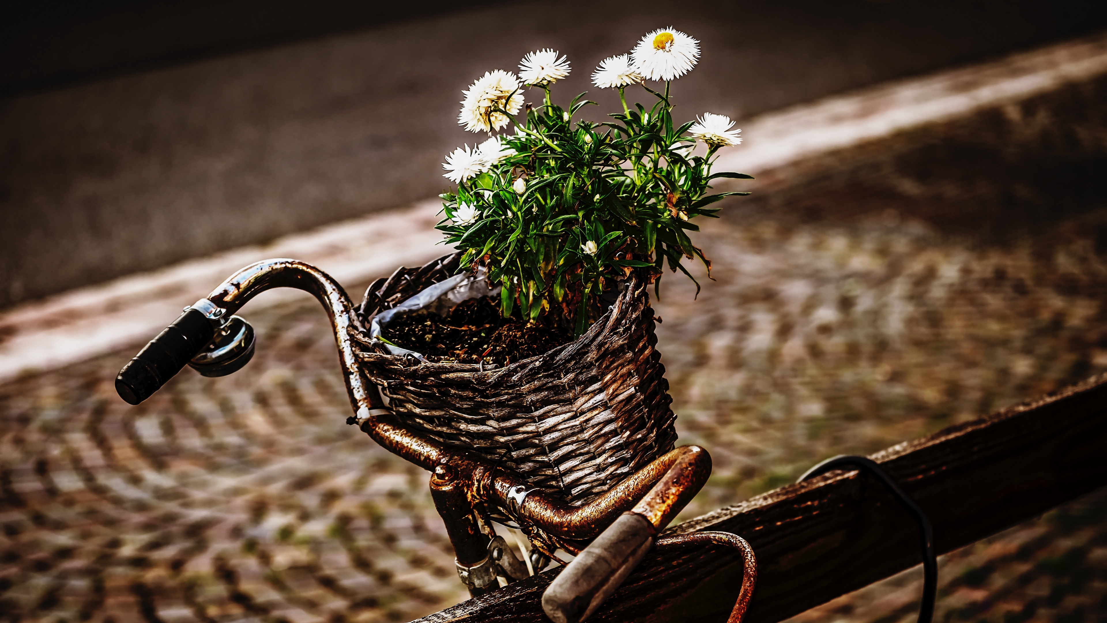 bicycle bouquet basket rust 4k 1540064565 - bicycle, bouquet, basket, rust 4k - Bouquet, Bicycle, Basket